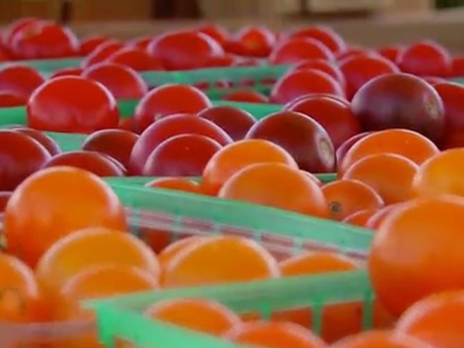 Tomatoes at a grocery store