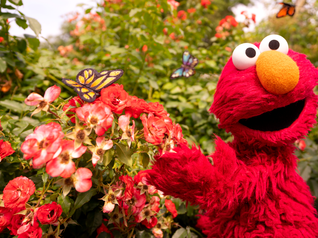 Elmo and a butterfly.