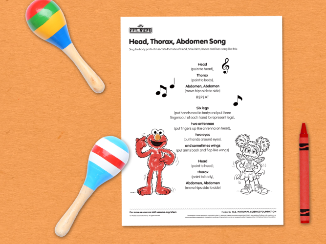 Head, Thorax, Abdomen Song